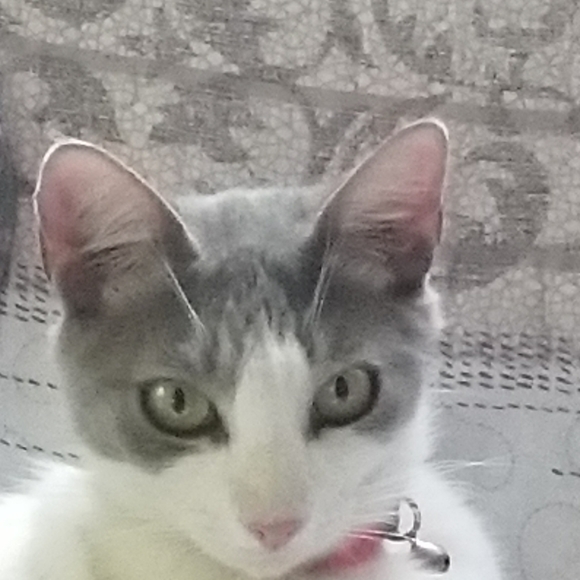 Meet your Posher, Elizabeth - Picture 8 of 16